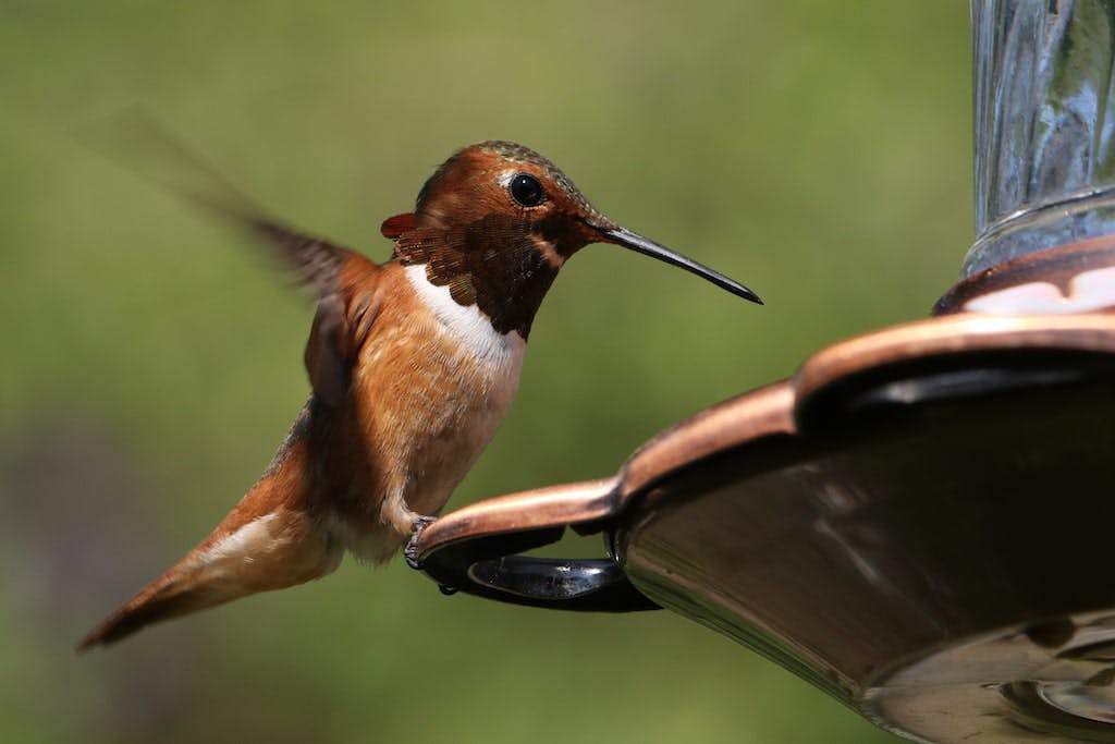 A Rufous Hummingbird having a snack (Flickr:&nbsp;siamesepuppy)