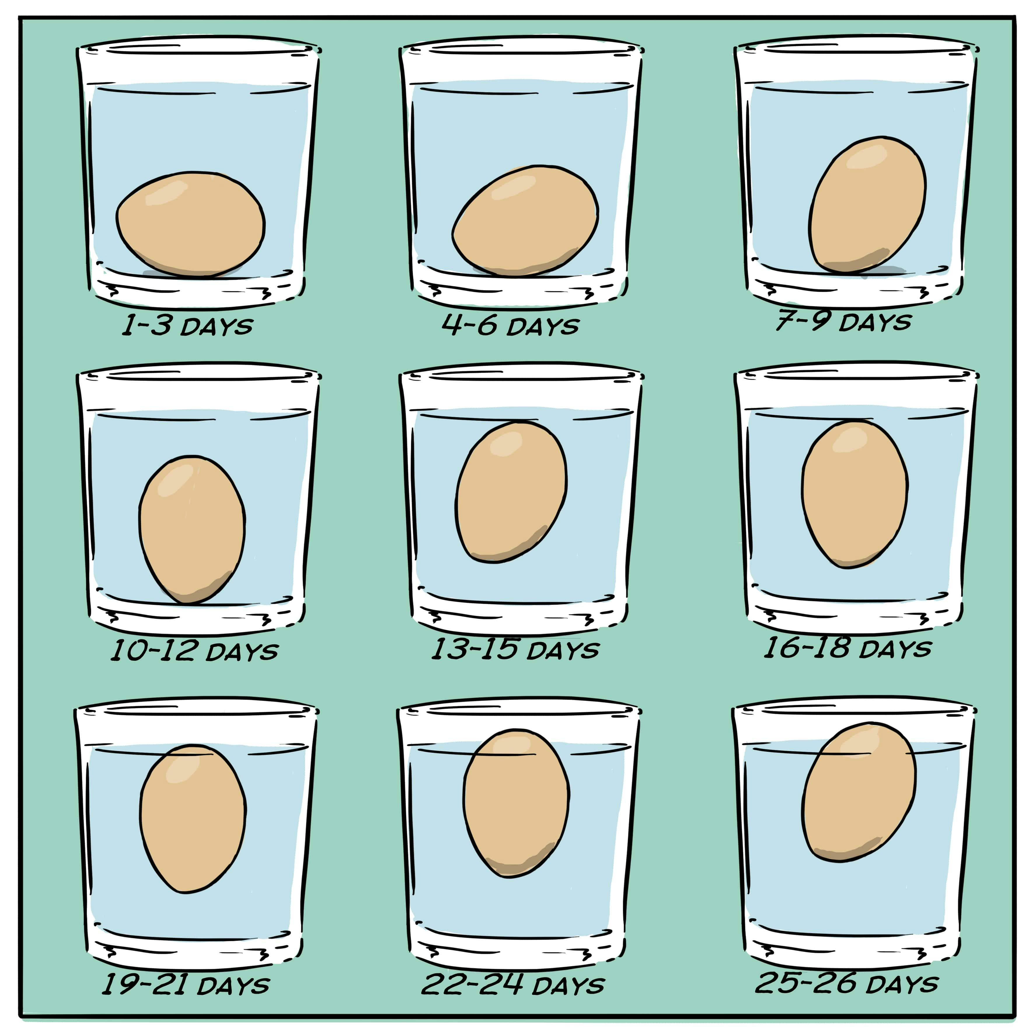 Ein Glas Wasser mit Eiern in verschiedenen Frischegraden, von frisch bis abgelaufen.