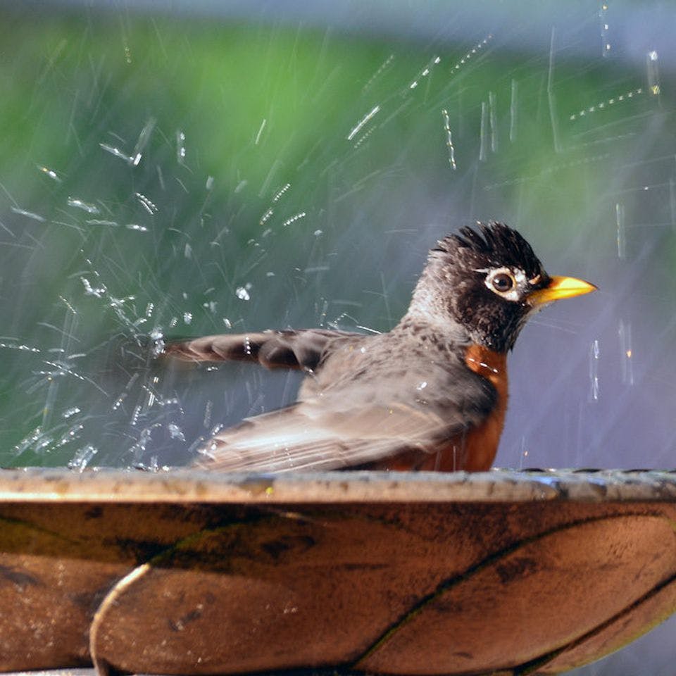 An American Robin enjoying a nice bath (Flickr:&nbsp;usfwsmidwest)