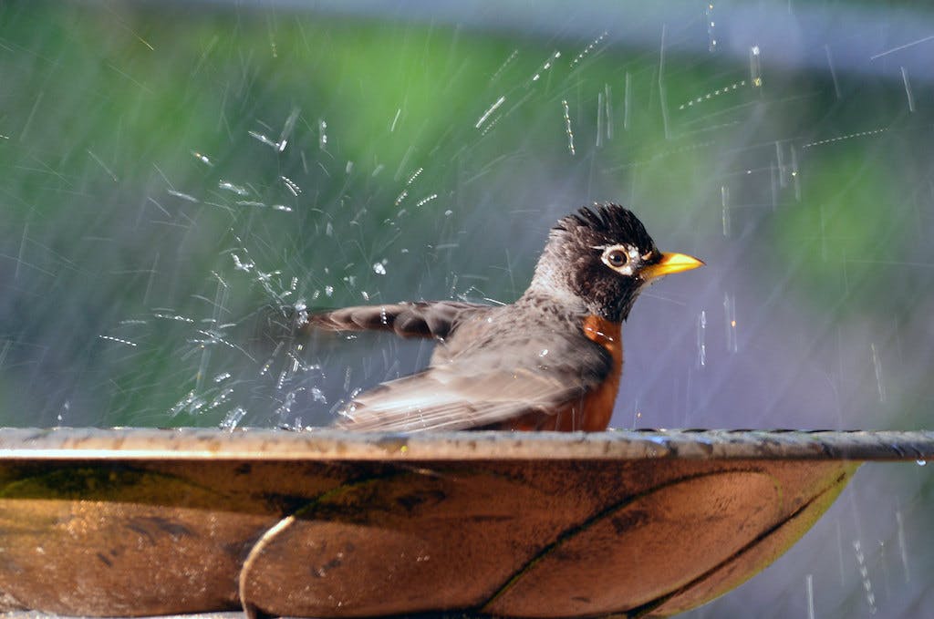 An American Robin enjoying a nice bath (Flickr:&nbsp;usfwsmidwest)