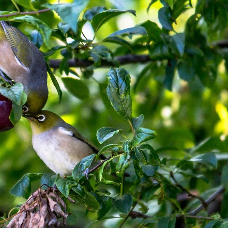 Two Wax Eyes feeding on a fruit tree (Flickr:&nbsp;heyitsbenrobinson)