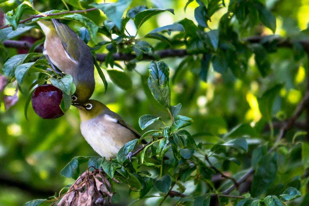 Two Wax Eyes feeding on a fruit tree (Flickr:&nbsp;heyitsbenrobinson)