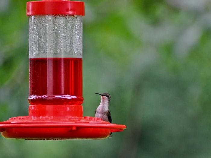 Don't use red dyed hummingbird feeder. Instead, use pure cane sugar.