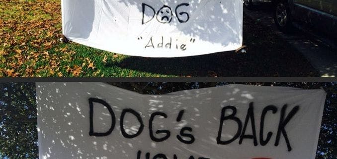 Lost your pet? Hang a huge sign in your front yard.