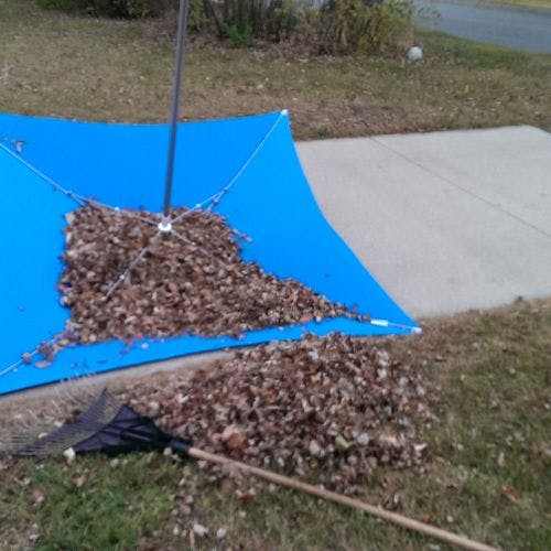 Instead of a tarp, use a lawn or sport umbrella to collect and distribute leaves