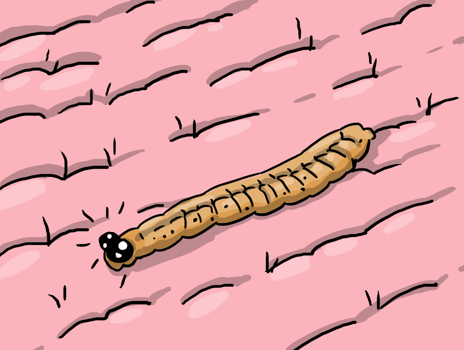 These fleshy little larvae only have one thing on their mind: eating keratin around your house!